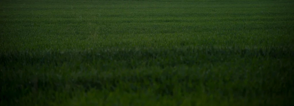 Blurred green field landscape