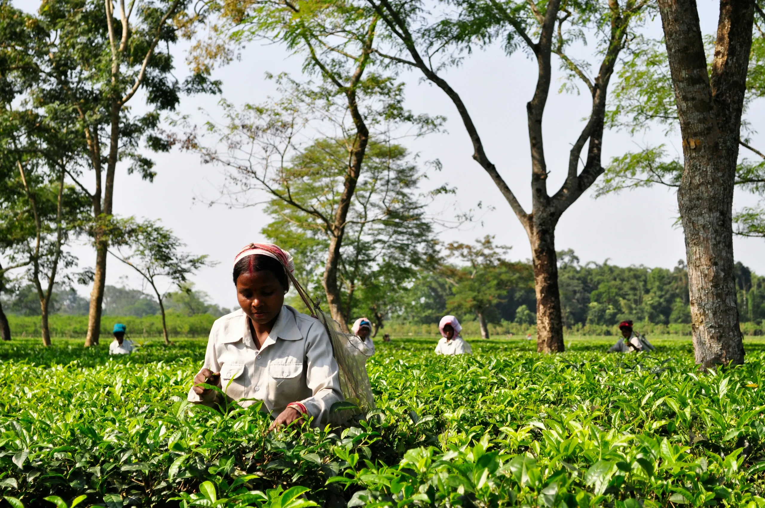Tourist Places in Assam – असम के प्रमुख पर्यटन स्थल