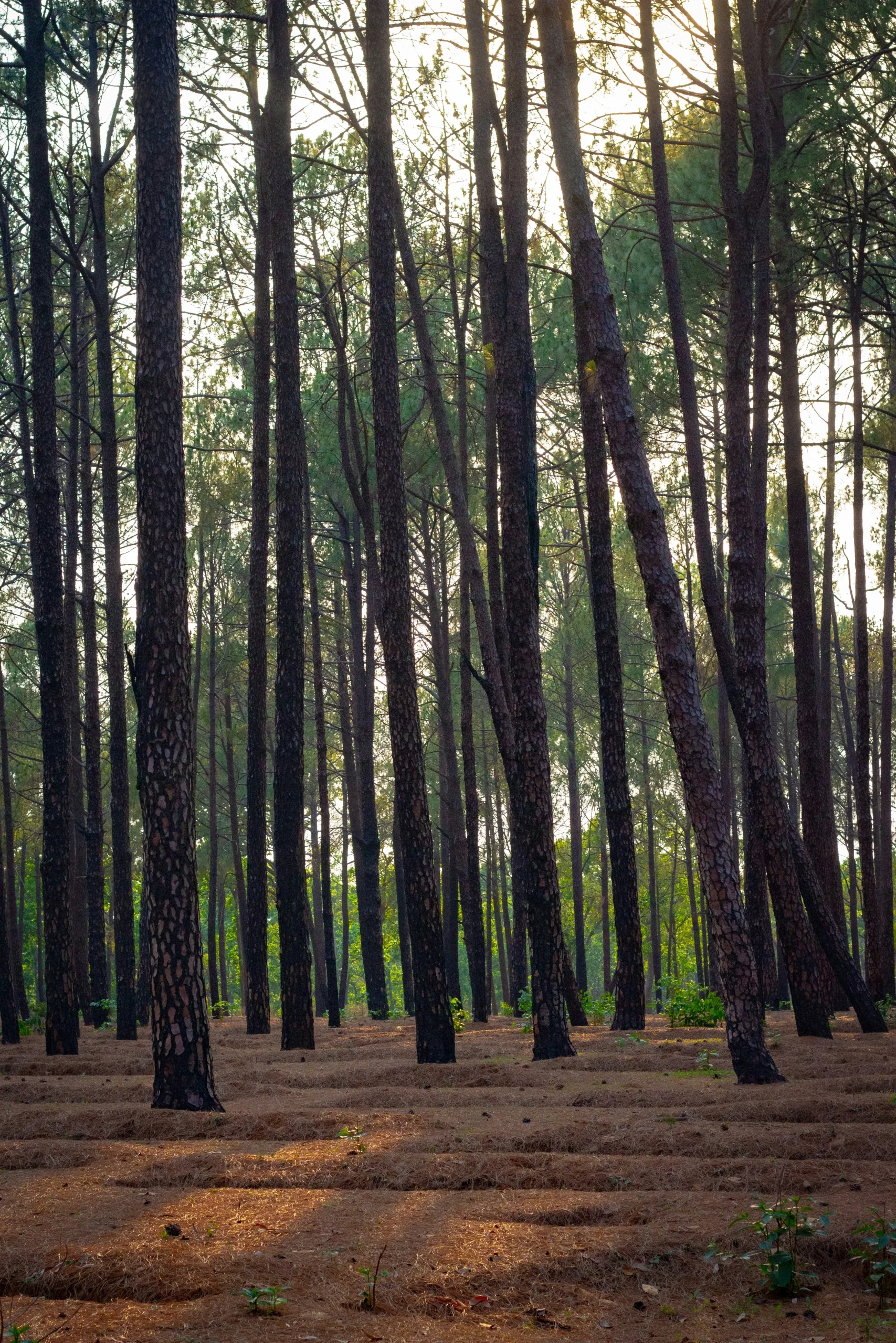 Tourist Places in Jharkhand – झारखंड के प्रमुख पर्यटन स्थल